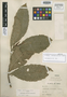 Aphelandra peruviana Wassh., PERU, A. Weberbauer 6952, Isotype, F