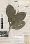 Aphelandra peruviana Wassh., PERU, A. Weberbauer 6952, Holotype, F