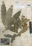 Aphelandra juninensis Wassh., PERU, A. Weberbauer 6537, Holotype, F