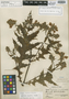 Aphelandra eurystoma Mildbr., PERU, A. Weberbauer 7876, Isotype, F