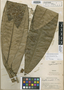 Duguetia macrophylla R. E. Fr., PERU, E. P. Killip 27291, Isotype, F