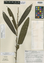 Guatteria cinnamomea D. R. Simpson, PERU, E. Jenssen S. 133, Holotype, F