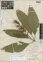 Sanchezia rhodochroa Leonard & L. B. Sm., PERU, G. Klug 4083, Isotype, F