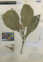 Sanchezia megalia Leonard & L. B. Sm., PERU, E. P. Killip 24080, Isotype, F