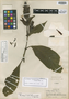 Sanchezia habra Leonard & L. B. Sm., PERU, G. Klug 2671, Isotype, F