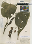 Sanchezia flava Leonard, PERU, E. P. Killip 24640, Isotype, F