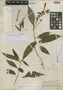 Sanchezia arborea Leonard & L. B. Sm., PERU, G. Klug 2612, Isotype, F