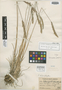Calamagrostis macbridei Tovar, PERU, J. F. Macbride 998, Isotype, F