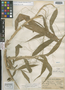 Ichnanthus villosissimus Swallen, Peru, J. F. Macbride 5535, Isotype, F