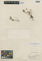 Lepanthes pumila C. Schweinf., PERU, E. P. Killip 23151, Isotype, F