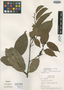 Tetrastylidium peruvianum Sleumer, Peru, T. B. Croat 18450, Isotype, F
