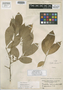 Trichilia peruviana C. DC., PERU, H. Ruíz L. [14/41], Isolectotype, F