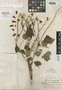 Salvia atrocalyx Epling, Peru, E. P. Killip 24401, Isotype, F