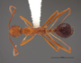 FMNHINS83010 d Aphaenogaster boulderensis smithi PT