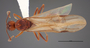 FMNHINS83014 d Aphaenogaster huachucana crinimera PT