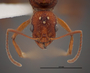 FMNHINS83014 h Aphaenogaster huachucana crinimera PT