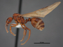 FMNHINS83014 p Aphaenogaster huachucana crinimera PT