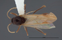 FMNHINS83015 d Aphaenogaster huachucana crinimera PT