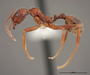 FMNHINS83016 p Aphaenogaster huachucana crinimera PT