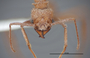 FMNHINS62757 h Trachymyrmex nogalensis PT