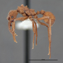 FMNHINS62757 p Trachymyrmex nogalensis PT