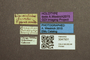 3047931 Megalops bipustulatus HT labels IN