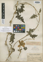 Caiophora macrantha Killip, PERU, J. F. Macbride 4468, Isotype, F