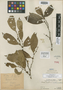 Lacistema rosidiscum J. F. Macbr., PERU, Ll. Williams 7216, Holotype, F