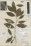 Synzyganthera purpurea Ruíz & Pav., PERU, H. Ruíz L. [MA 33/52], Isotype, F