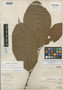 Perebea chimiqua J. F. Macbr., PERU, Ll. Williams 3412, Holotype, F