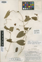 Aristolochia andahuaylensis Ahumada, PERU, H. E. Stork 10791, Isotype, F