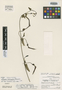 Aristolochia chachapoyensis Ahumada, PERU, P. C. Hutchison 5447, Isotype, F