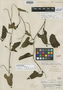 Aristolochia martiniana Standl., PERU, G. Klug 4168, Holotype, F