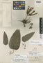 Aristolochia putumayensis O. C. Schmidt, PERU, G. Klug 2032, Isotype, F