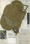 Aristolochia schunkeana F. González, PERU, J. Schunke Vigo 2076, Holotype, F