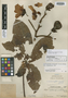 Cochlospermum williamsii J. F. Macbr., PERU, Ll. Williams 1964, Isotype, F