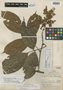 Rourea densiflora Steyerm., PERU, G. Klug 796, Holotype, F