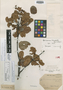 Weinmannia heterophylla Ruíz & Pav., PERU, J. Dombey s.n., Isotype, F
