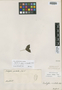 Acalypha aristata Kunth, PERU, A. J. A. Bonpland s.n., Isotype, F