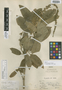 Croton astianus Croizat, PERU, A. Weberbauer 6536, Isotype, F