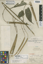 Cleome hirsuticaulis J. F. Macbr., PERU, E. P. Killip 24812, Holotype, F