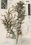 Mimosa myriadenia var. egena J. F. Macbr., PERU, J. M. Schunke 68, Holotype, F