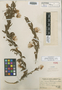 Calliandra tumbeziana J. F. Macbr., PERU, A. Weberbauer 7677, Holotype, F