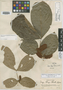 Inga klugii Standl. ex J. F. Macbr., PERU, G. Klug 4112, Holotype, F
