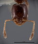 FMNHINS62695 h Xenomyrmex stolli nodosus PT