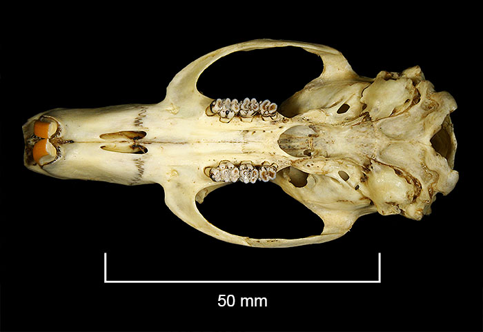 FMNH 17517 Zoological Collections
