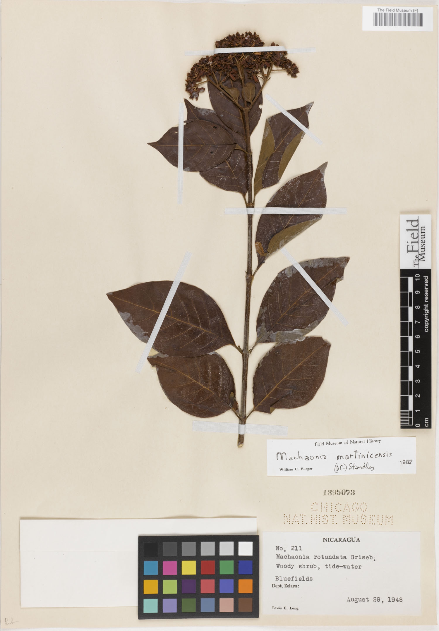 Machaonia martinicensis image