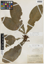 Ficus cahuitensis C. C. Berg, Panama, G. Proctor Cooper 436, F