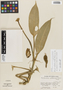 Philodendron ensifolium image