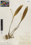Stelis leucopogon image